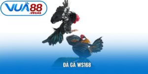 Đá Gà Ws168 – Thưởng Thức Trận Đấu Kịch Tính Hấp Dẫn