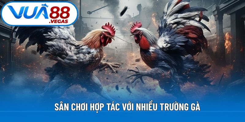Sân chơi hợp tác với nhiều trường gà